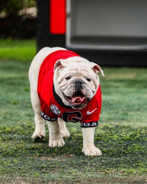 Boom! Say hello to Uga XI as UGA X retires as Georgia's beloved Bulldog live mascot