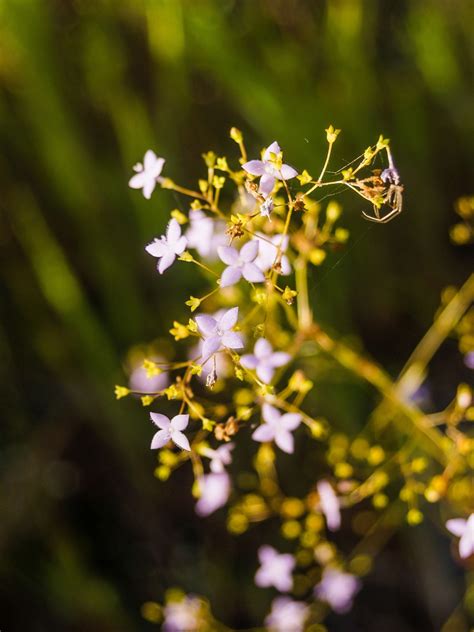 Grass Flower Field , Wildflowers Free Stock Photo - Public Domain Pictures