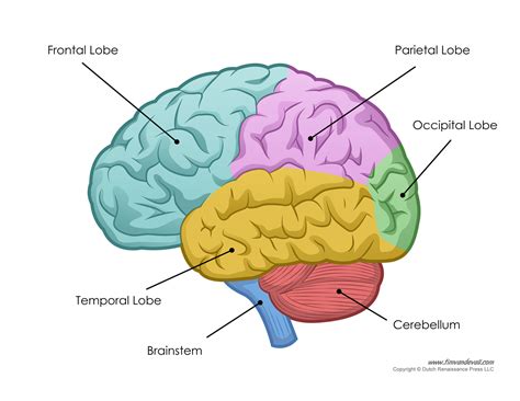 Human Brain Diagram – Labeled, Unlabled, and Blank