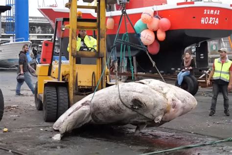 6,000-lb. Giant sunfish discovered near Portugal is world's heaviest ...