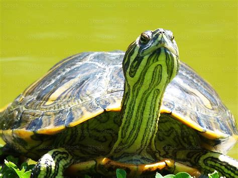 Stock Photography: Search Royalty Free Images & Photos | Aquatic turtles, Turtle, Aquatic