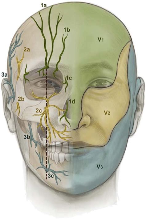 Cutaneous innervation of the face. Ophthalmic nerve (V 1 ), (1a)... | Download Scientific Diagram