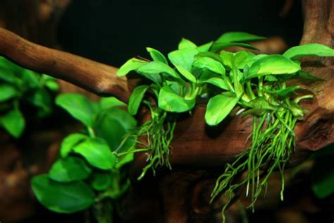 Potted Anubias Nana Aquarium Plant | Aquarium Plants