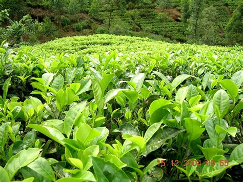 seas of tea | From Maskeliya Tea Gardens, Sri Lanka | Hani Amir | Flickr