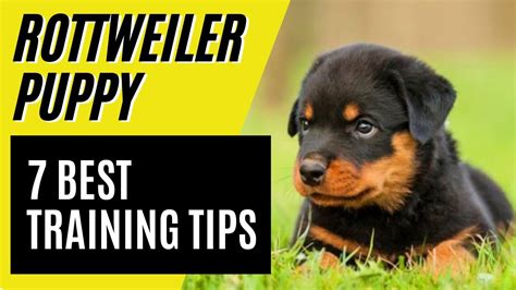 7 BEST Rottweiler Puppy Training Tips - How to train a Rottweiler - YouTube