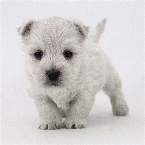 Westiepoo (Westie & Poodle Mix) Info, Pictures, Facts, Puppies | Hepper | Westiepoo, Poodle mix ...