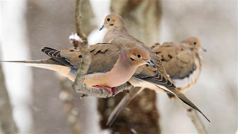 Mourning Dove | Audubon Field Guide