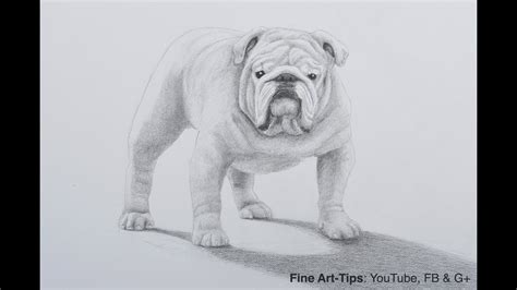 How To Draw A Bulldog Puppy