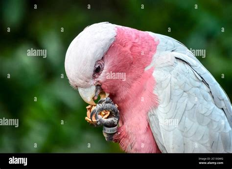 Parrot Tropical Bird Stock Photo - Alamy