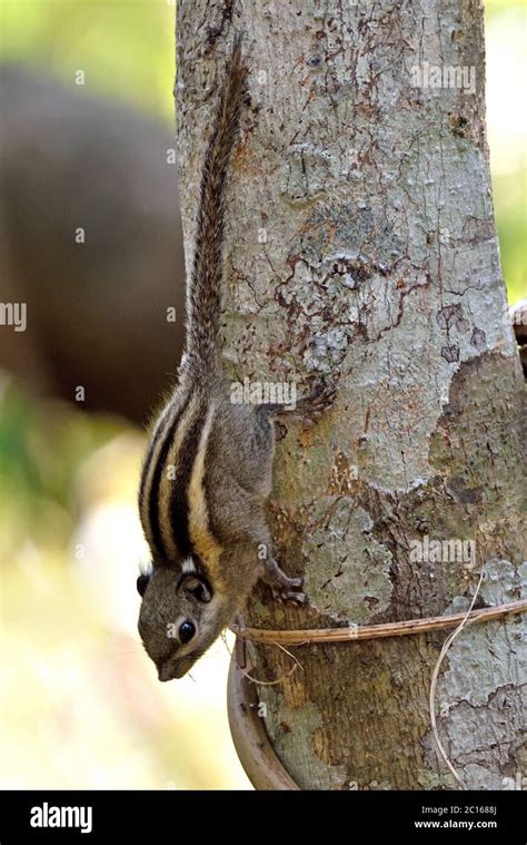 A Himalayan Striped Squirrel (Tamiops mcclellandii) coming down a tree ...