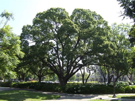 Benefits of Camphor |HerbHealtH