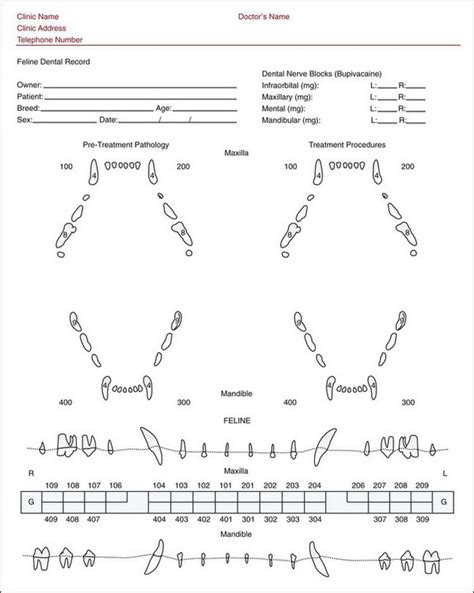 cat dental formula chart - Cunning Blogger Portrait Gallery