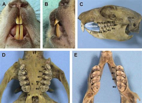 Anatomy and Disorders of the Oral Cavity of Rat-like and Squirrel-like ...