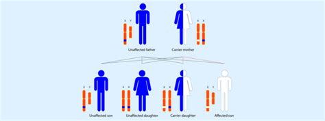 Mendelian Inheritance - Medical Exam Prep