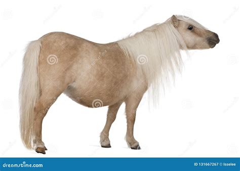 Palomino Shetland Pony, Equus Caballus, 3 Years Old Stock Image - Image ...