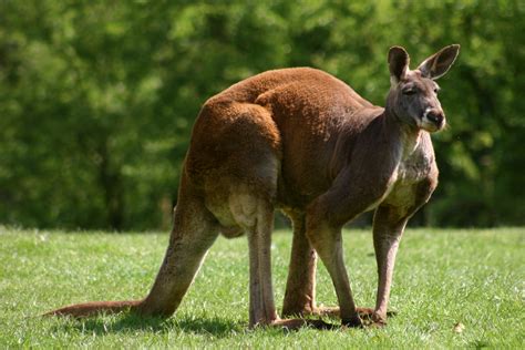 Kangaroo | Animal State