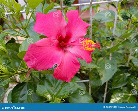 Hibiscus flower Valvate stock image. Image of daytime - 303669097