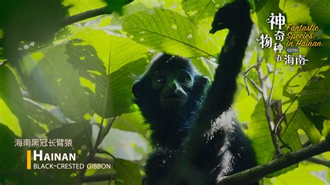 Technology helps unveil mysterious Hainan black-crested gibbon - CGTN