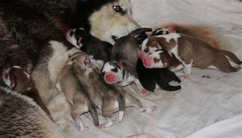 8 Newborn Huskies