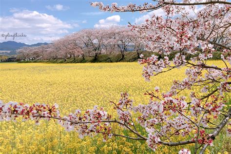 Fujiwara Palace Ruins // Nara’s Flower Field Paradise | plingthinks