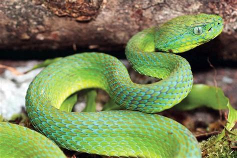 Photo: Stunning new pit-viper discovered in Honduras | Focusing on Wildlife