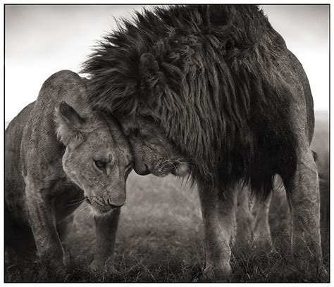 Lion And Lioness Love Quotes. QuotesGram