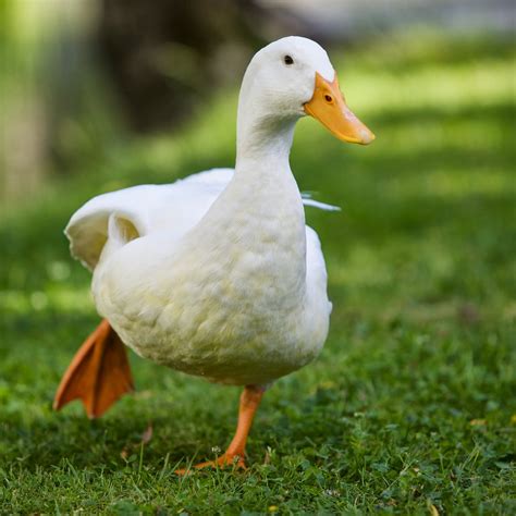 Why Do Ducks Have Orange Feet? - 24 Hours Culture