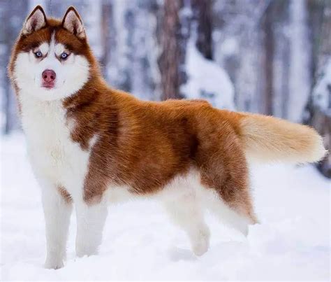 Husky Colors: 8 Colors a Siberian Husky’s Coat Can Be