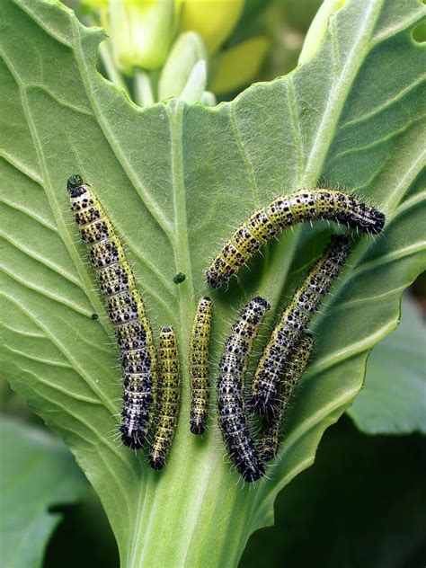 Cabbage White Butterfly Caterpillars Photograph by Dr Jeremy Burgess/science Photo Library ...