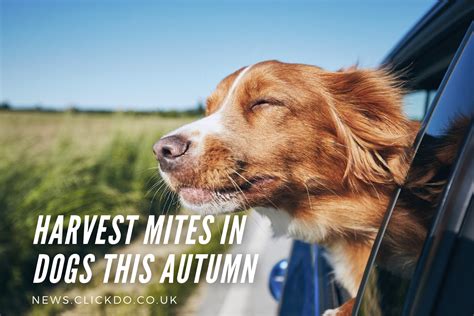 All You Need To Know About Harvest Mites In Dogs this Autumn