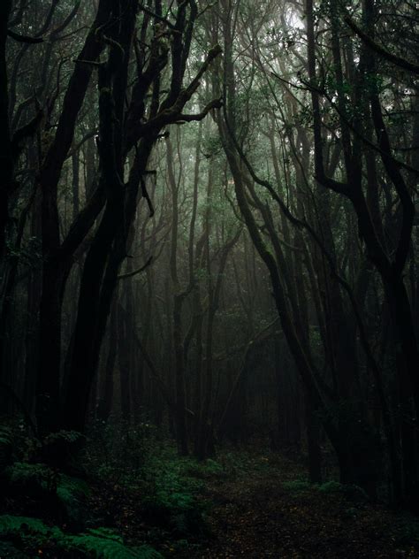 1000+ Beautiful Dark Forest Photos · Pexels · Free Stock Photos