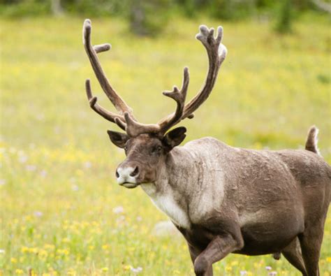 Mountain Caribou Initiative: A visual journey into the imperiled world of an endangered species ...