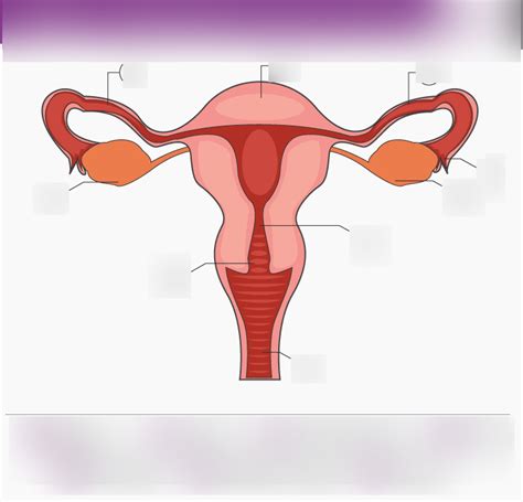 structure of uterus Diagram | Quizlet