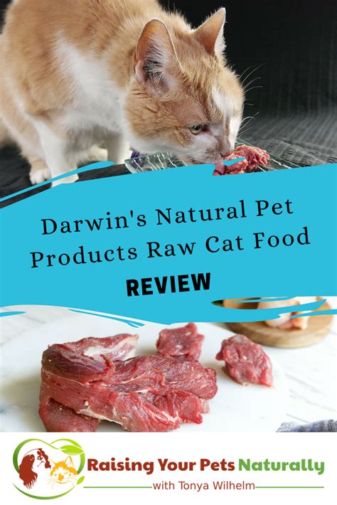 Best Raw Cat Food Brands for Indoor Cats | Darwin's Natural Pet ...