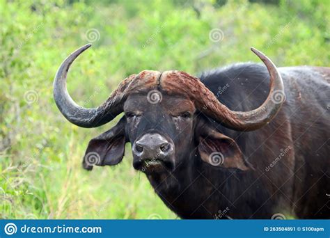 A Large Horned African Buffalo Watching Stock Image - Image of herd, drifting: 263504891