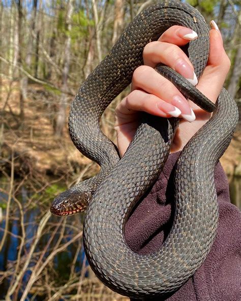 Northern Water Snake - Learn About Nature