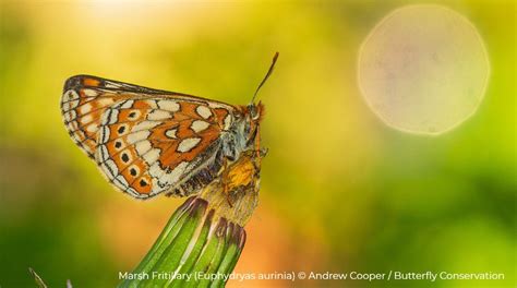 Butterfly Conservation on Twitter | World environment day, Butterfly conservation, Wildlife ...