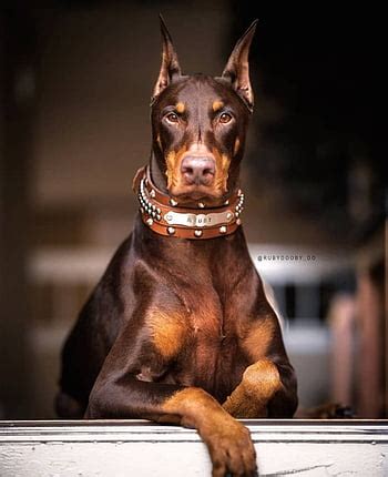 Brown Doberman Wallpaper | PixLith