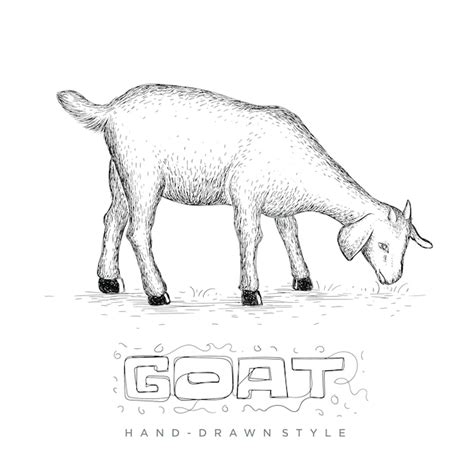 Premium Vector | Goat eating grass in a field, hand drawn animal illustration