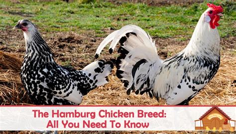 The Hamburg Chicken Breed Profile - All You Need To Know - The Happy ...