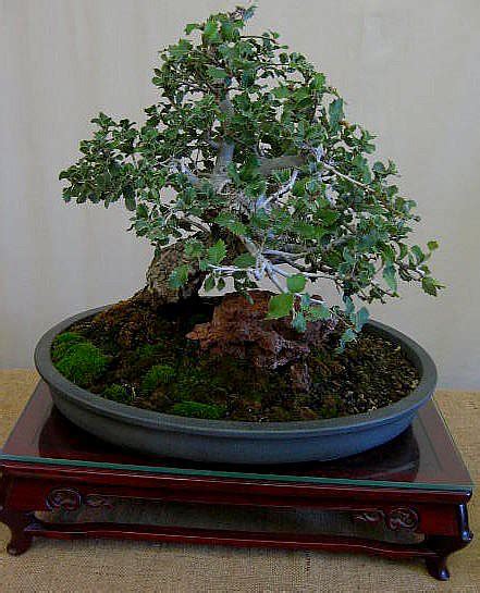 Live Oak Bonsai | Flickr - Photo Sharing!