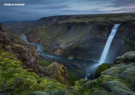 The Ultimate Guide to Plants in Iceland | Guide to Iceland