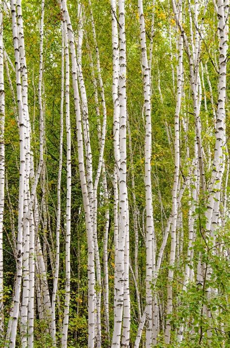 Birch tree. Birch forest stock image. Image of color - 159831753