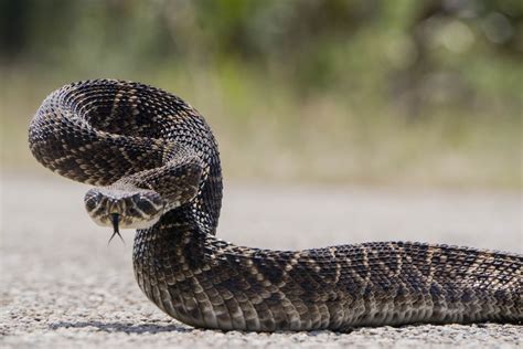 The 25 Deadliest Snakes, Ranked - Owlcation