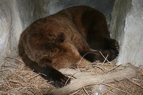 Hibernation Educational Resources K12 Learning, Life Science, Science Lesson Plans, Activities ...