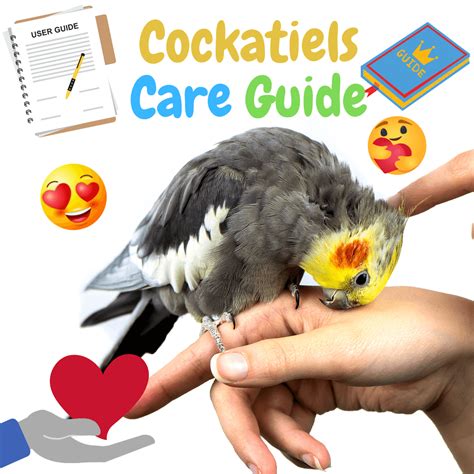 Cockatiels care guide | All about cockatiels as pets - Care for beginners