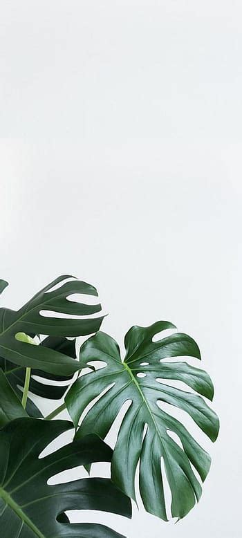 Minimalism, Leaves, Plant, Fern HD wallpaper | Pxfuel