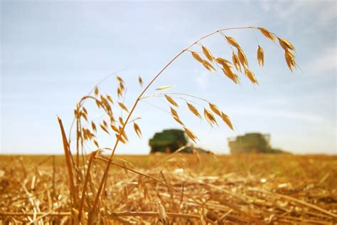 Tips for growing a quality oats crop