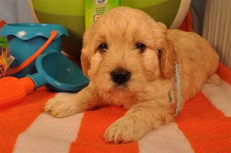 F1b, F2b, F3, Miniature, Medium, Standard, Goldendoodle Puppy Puppies Goldendoodle Breeder GA Dogs