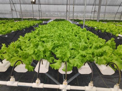 Commercial Hydroponic Farming